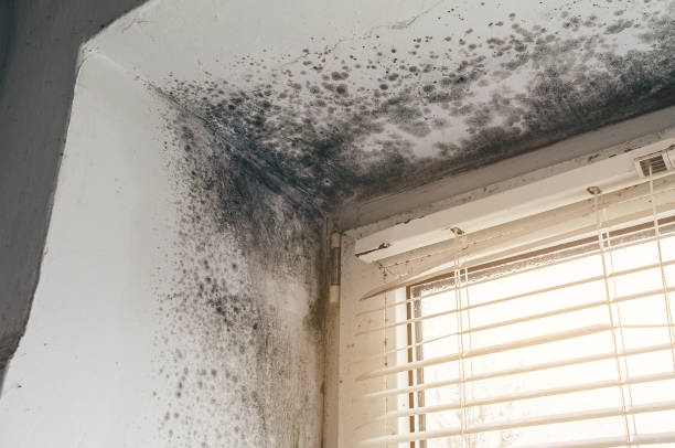 Affordable Attic Mold Remediation solutions in Crownsville, MD